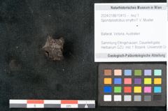 Foto (Objekt + Etikett) von Spondylostrobus smythii F.V. Mueller (NHMW-GEO-2024-0188-10410)